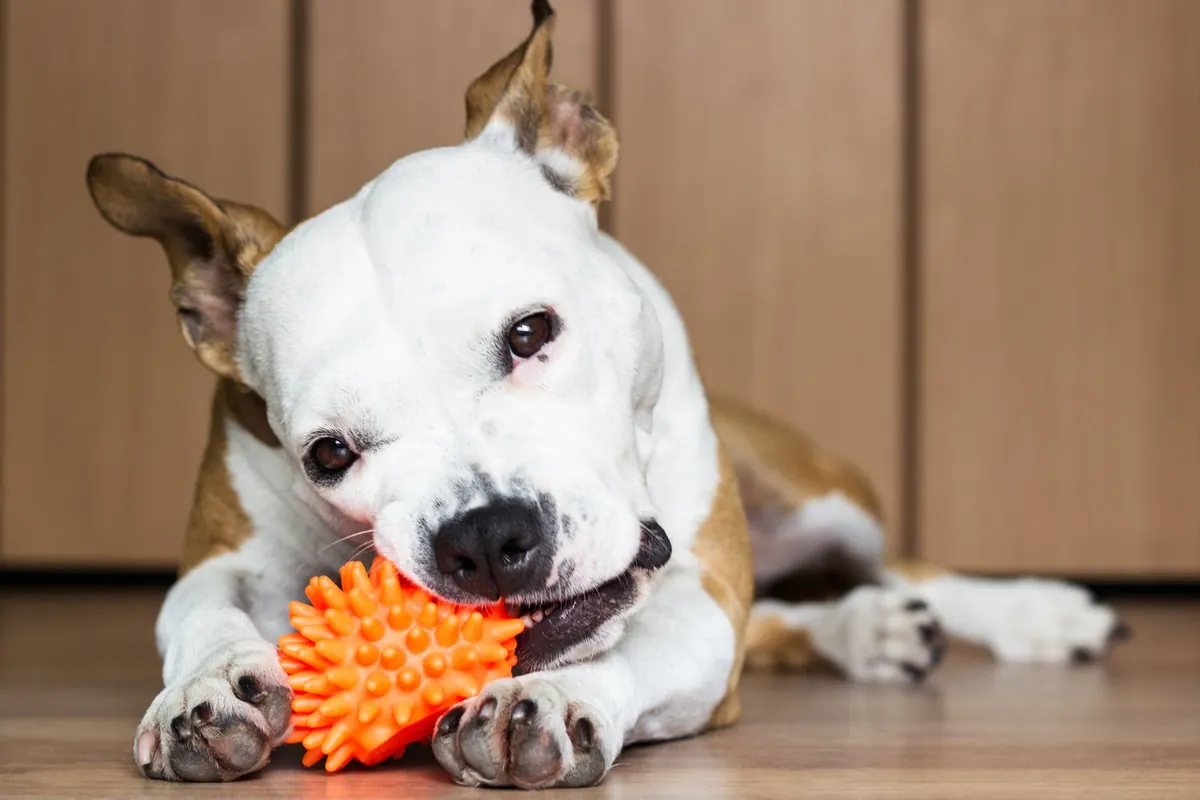 A determined pit bull–type dog mid-chew on a bright orange spiky ball toy, paws planted on a wood floor